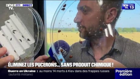Comment éliminer les pucerons sans produit chimique?