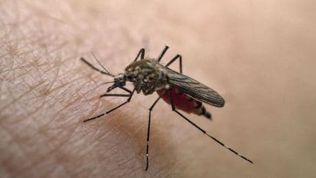 What is chikungunya virus as China introduces Covid-like restrictions?
