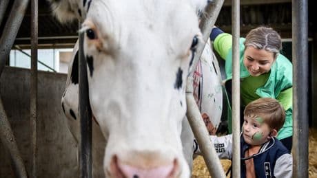 Boer in Eerbeek raakt bekneld onder 600 kilo wegende koe