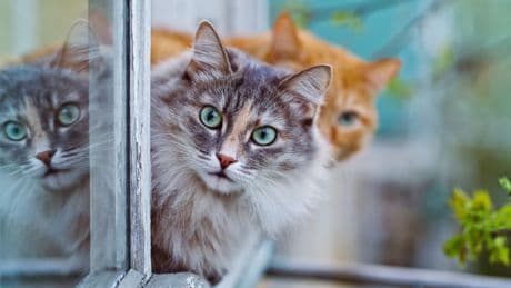 Geheime Katzensprache: Mit diesem geheimen Laut soll (fast) jede Katze kommen