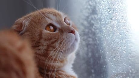 Katzen bei Gewitter: So schützen Sie Ihr Haustier vor Gefahren