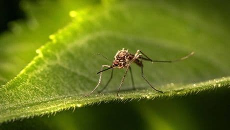 Virus trasmesso dalla zanzara Culex. Sintomi gravi per l'1% degli infetti