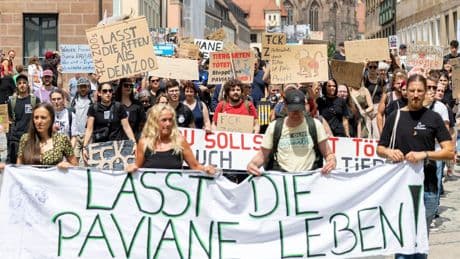 Paviane im Tiergarten Nürnberg getötet: Umstrittene Maßnahme spaltet