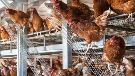 Verheerende Zustände in Geflügelfarm auf Mallorca