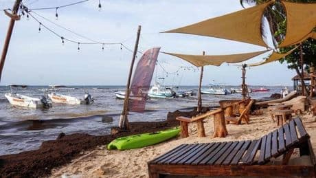Braunalgen-Plage in Karibik schlimm wie nie – Touristen geschockt