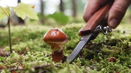 Champignons und Hexenröhrlinge - Pilze sprießen in Sachsen