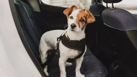 Lo que hay que usar, y lo que no, a la hora de llevar a nuestra mascota en el coche