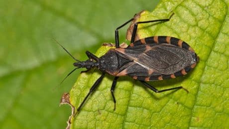 A Deadly Kiss: Chagas Disease Now Endemic In The United States