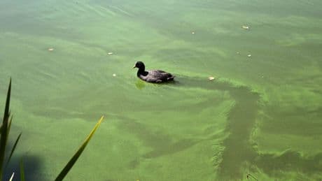 Giftige Blaualgen: Diese Seen in Franken sind betroffen