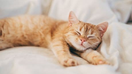Cat parent essentials: Food, litter & more for a happy, healthy kitty