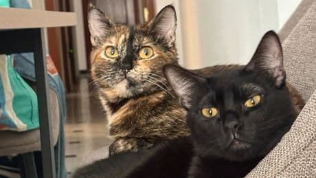 Malik y Lunar, dos gatitos con leucemia que buscan un hogar con urgencia