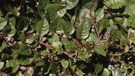 MIT researchers devised a way to allow spinach plants to send emails