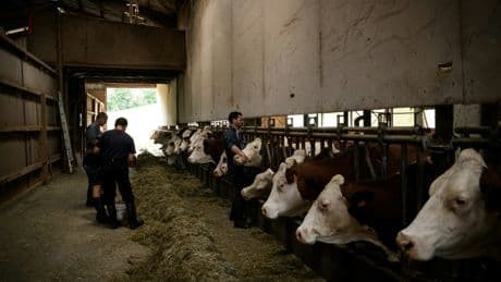 Dermatose des bovins: en Savoie, la ministre de l'Agriculture défend sa stratégie