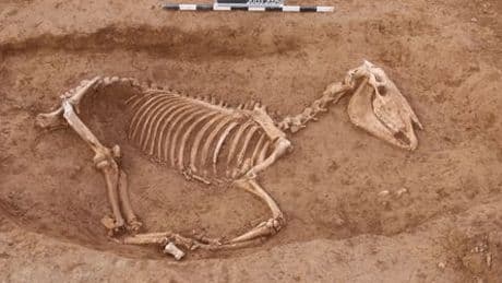 Stuttgart: Archäologen entdecken etwa hundert römische Pferdeskelette