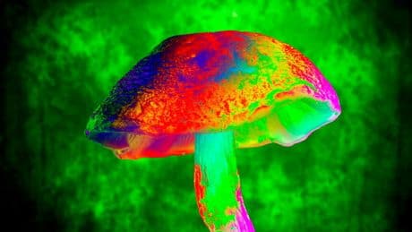 Et si les champignons hallucinogènes devenaient un traitement efficace contre l’alcoolisme et la dépression ?
