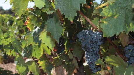 ¿Son las uvas piwis el futuro de la viticultura o una falsa solución?