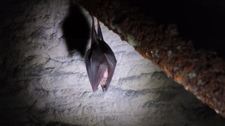 Les chauves-souris, bienvenues dans les fermes des Hauts-de-France : « On les aide aussi pour qu’elles nous aident »