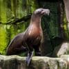 Deel Pairi Daiza tijdlang afgesloten na paringspoging van mannelijke zeeleeuw: “Vrouwtje wou niet”
