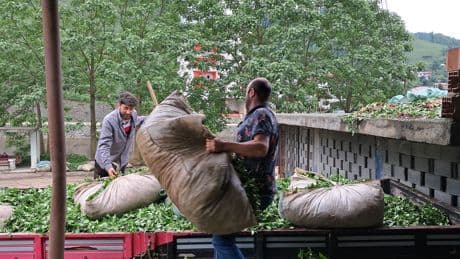 Hopalı çay üreticilerinden düşük alım fiyatlarına tepki