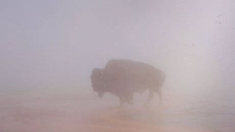 Tourists watch bison boil to death in mistaken 'great photo opportunity'