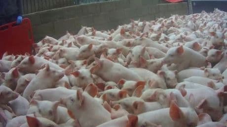 UK supermarkets suspend supplies from pig farm over cruelty claims
