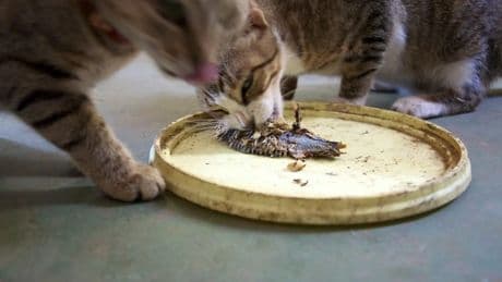 ¿Cuántas veces comen los gatos al día? &quot;Hay varios factores que influyen en la frecuencia&quot;