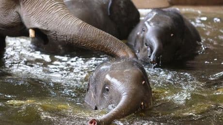 Tiere: Zoo Leipzig gibt zwei Elefanten an Tierpark Hellabrunn ab