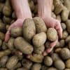 Landwirtschaft: Massive Ernteausfälle durch Pflanzenkrankheit Stolbur