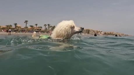 Spezialhunde in Spanien - Dieser Pudel rettet Leben