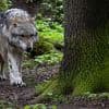 Kind mit Bisswunden in Klinik: Niederlande melden Wolfsangriff auf Sechsjährigen