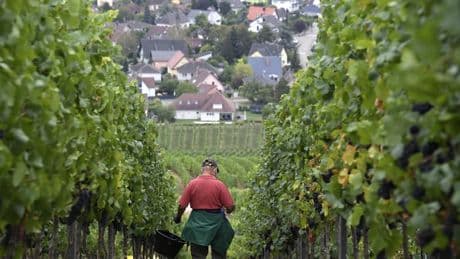 À peine 12 euros brut de l'heure: la CGT demande une augmentation du salaire minimum des vendangeurs