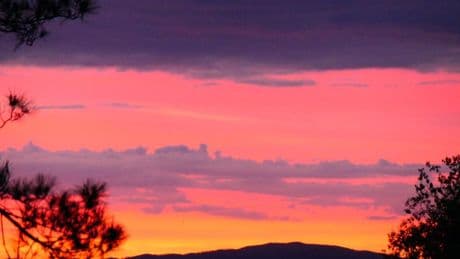 ¿Por qué se escucha el coro de aves al amanecer?