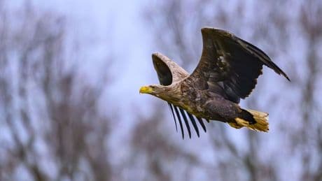 Naturschutz: Tote Seeadler gefunden - Experten befürchten Vergiftungen