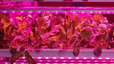 Globale Ernährung: Wie soll das Essen für alle Menschen auf dem Planeten reichen?