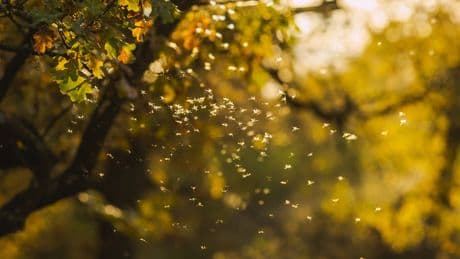 When is flying ant day in the UK and why does it happen?