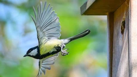 Naturschutz: "Stunde der Gartenvögel" - Bevölkerung soll Vögel zählen