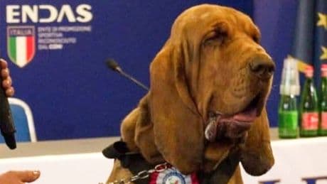 How the brutal killing of a sniffer dog has outraged Italy