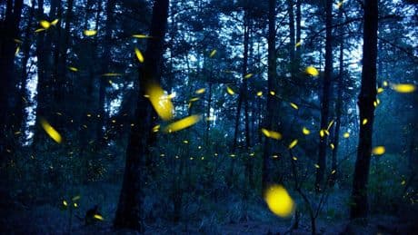 Nanacamilpa: Glühwürmchen zeigen Naturschauspiel in Mexiko