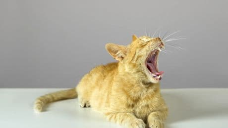 Todo sobre el estrés felino: causas y cómo reducirlo
