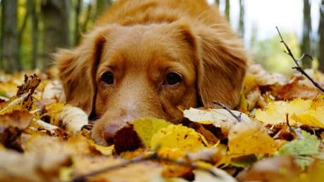 Your Dog Can Be Poisoned By Conkers – Here's How To Spot It