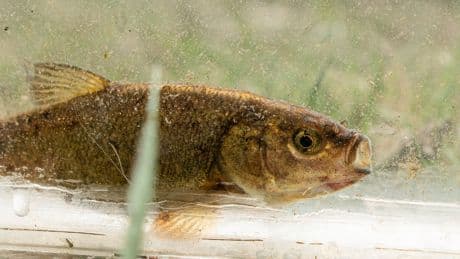 A rare olive-colored fish in Nevada nears a key step toward endangered species listing