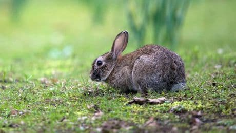 "Rien n'est gaspillé": un zoo danois propose aux particuliers de faire don de leur animal de compagnie... Pour nourrir ses fauves