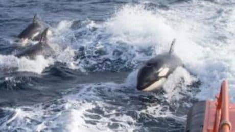 Avistan en Llanes al grupo de orcas que atacaron a los veleros en Euskadi