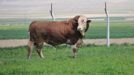 Babasının rekorunu geride bıraktı! 1 ton 250 kilogramlık Tosun'un fiyatı dudak uçuklatıyor