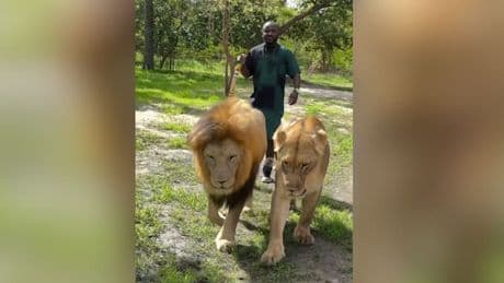 Tierischer Aufreger - Ex-Profi mit provokantem Löwen-Video