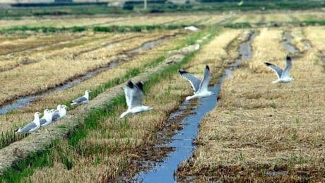 La crisis climática amenaza con reducir entre el 25% y el 40%  la producción agrícola española