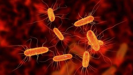 Intoxications à la bactérie E.coli dans l'Aisne : une information judiciaire ouverte pour homicide involontaire aggravé et tromperie aggravée