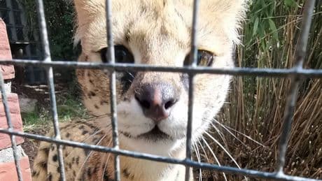 Zum Schutz der Tiere - Amt macht beliebten Zoo dicht