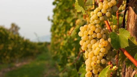 Vendite di vino su dell’1,7% nel 2025. Il Veneto è la prima regione d’Italia