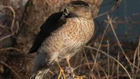 Vögel: Der Habicht, der eine Ampel zum Jagen nutzt